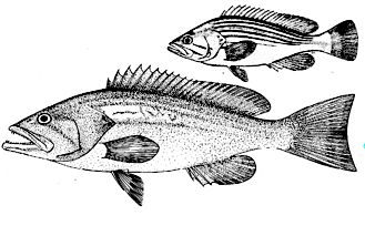 Epinephelus costae_claves